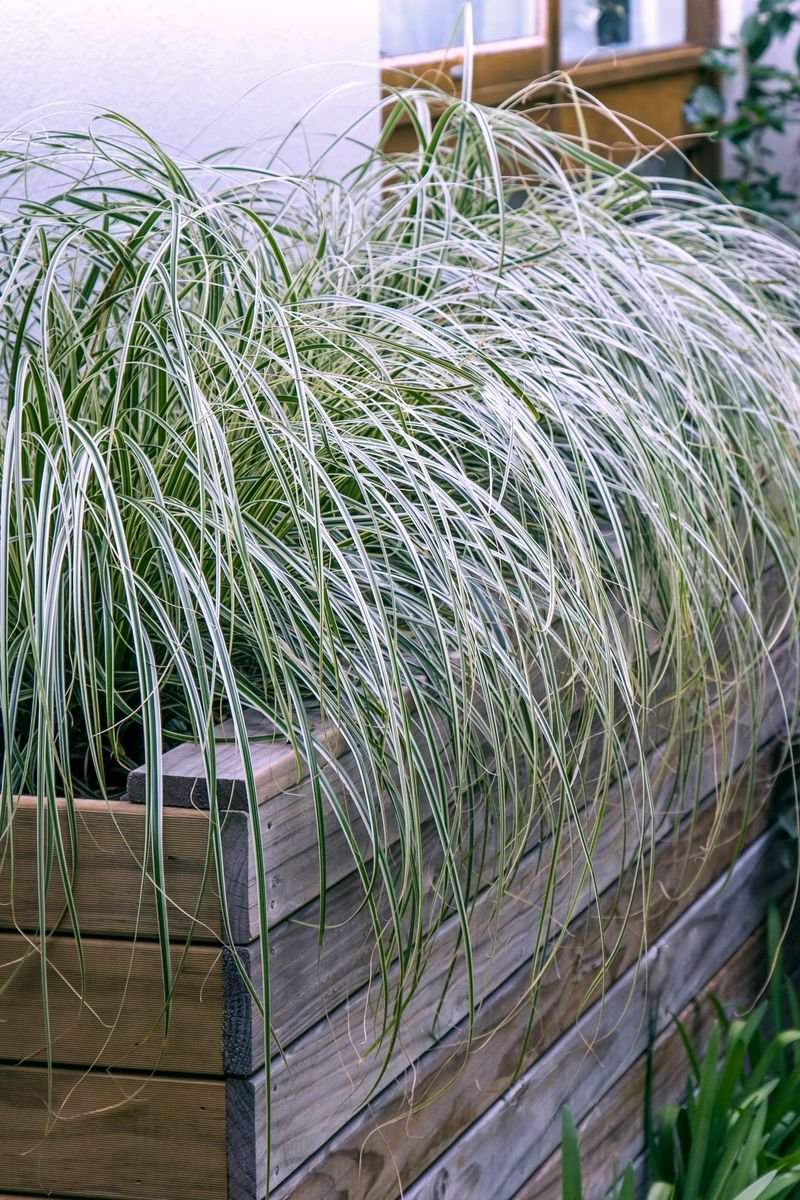 Carex 'Feather Falls' - Ladybird Nursery