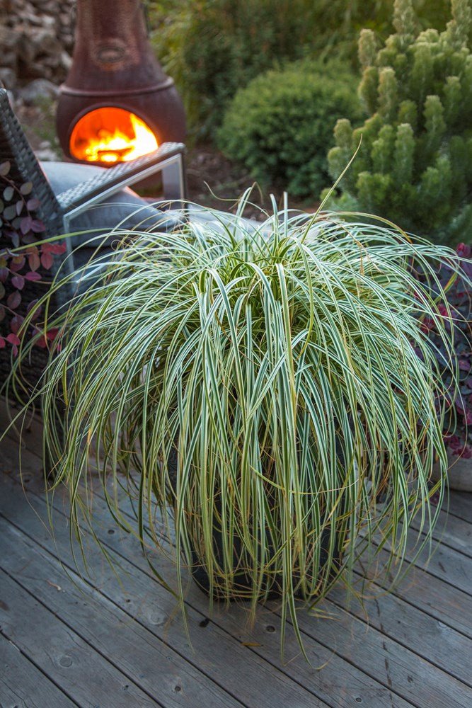 Carex 'Feather Falls' - Ladybird Nursery
