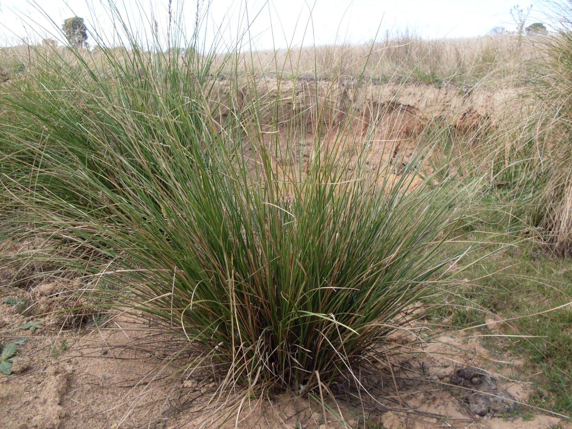 Tall Sedge (Carex appressa) - Ladybird Nursery