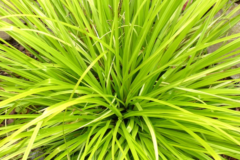 Sedge Everillo (Carex oshimensis)