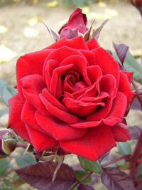 Rose Carmen Red (Rosa)