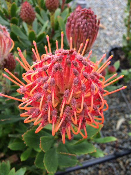 Leucospermum 'Carnival Red' - Ladybird Nursery