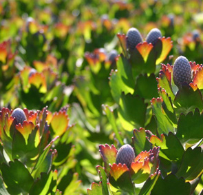 Leucospermum Carnival Coast