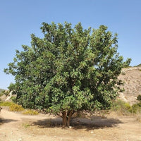 Carob Clifford - Ladybird Nursery