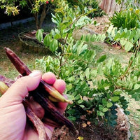 Carob Clifford - Ladybird Nursery