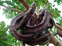 Carob Tree