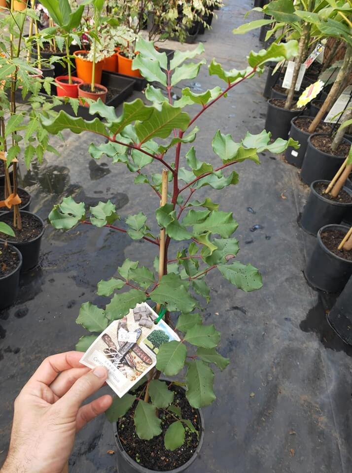 Carob Tree - Ladybird Nursery