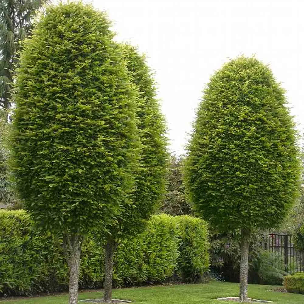 European Hornbeam (Carpinus betulus)