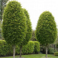 European Hornbeam (Carpinus betulus) - Ladybird Nursery