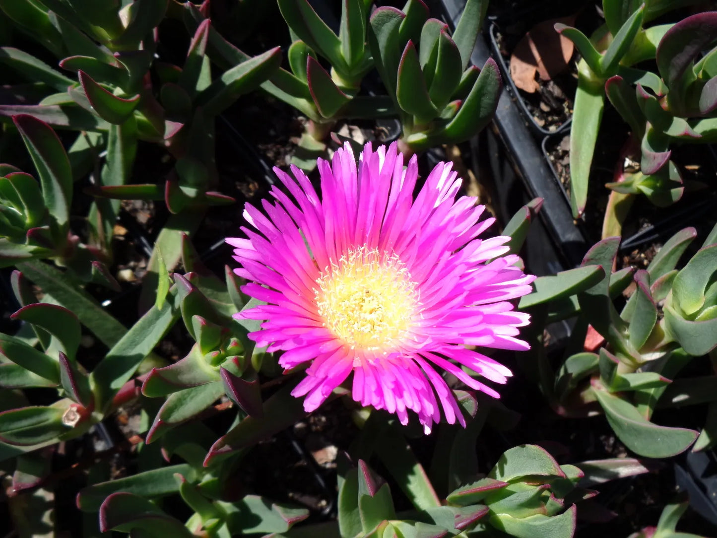 Pigface (Carpobrotus glaucescens)
