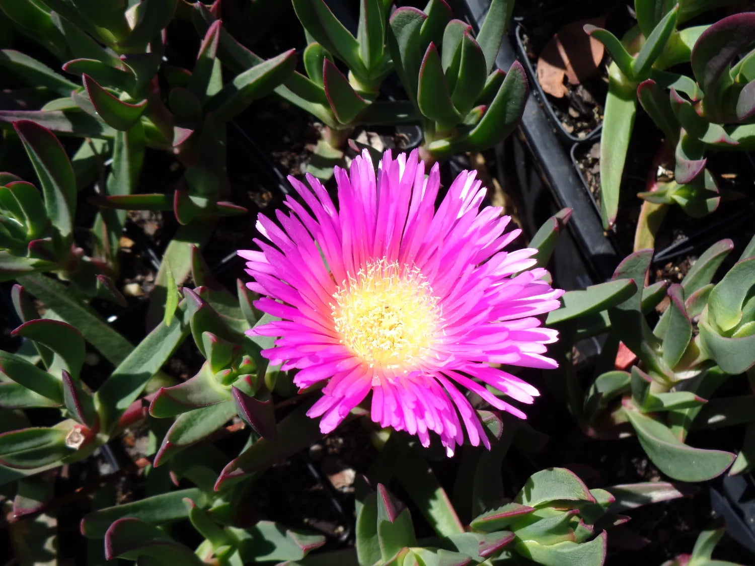 Pigface (Carpobrotus glaucescens)