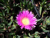 Pigface (Carpobrotus glaucescens) - Ladybird Nursery