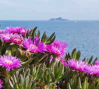 Pigface (Carpobrotus glaucescens)