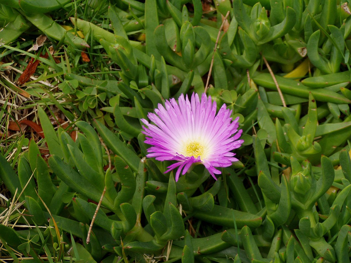 Pigface (Carpobrotus glaucescens)