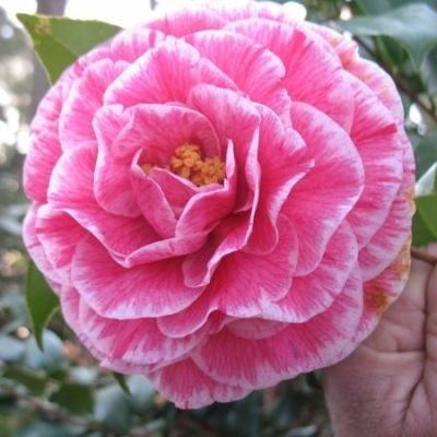 Camellia Carters Sunburst (Camellia japonica) - Ladybird Nursery