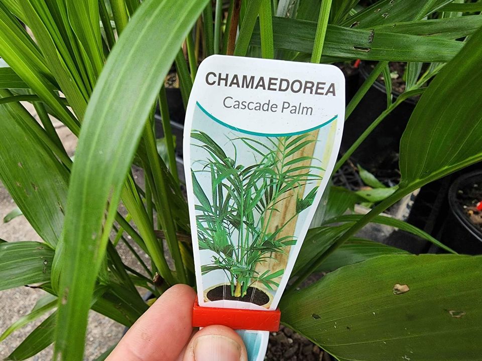 Cascade Palm - Ladybird Nursery