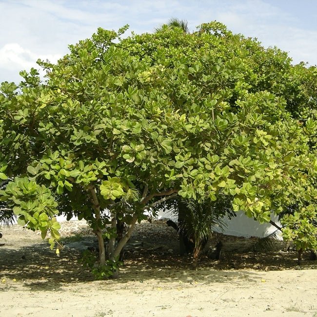 Cashew Nut Tree - Ladybird Nursery