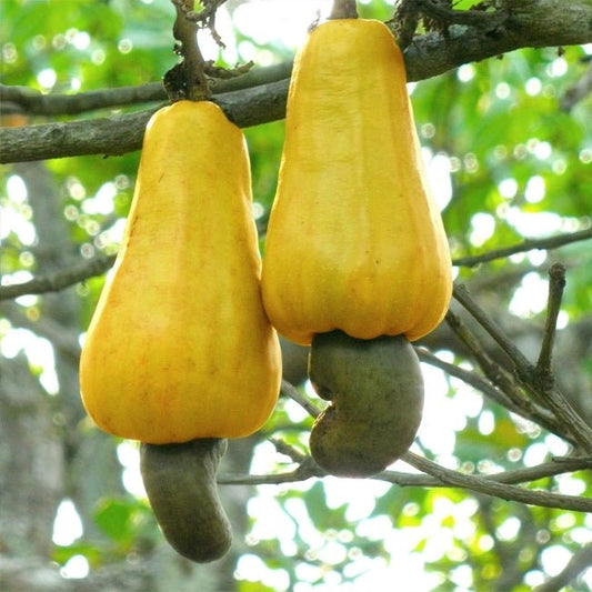 Cashew Nut Tree - Ladybird Nursery