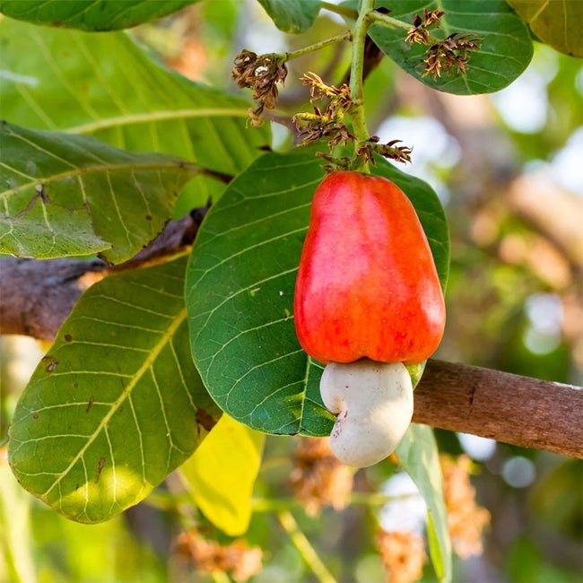 Cashew Nut Tree
