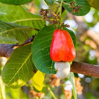 Cashew Nut Tree