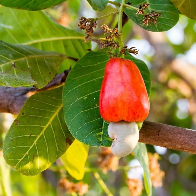Cashew Nut Tree - Ladybird Nursery