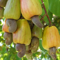 Cashew Nut Tree - Ladybird Nursery