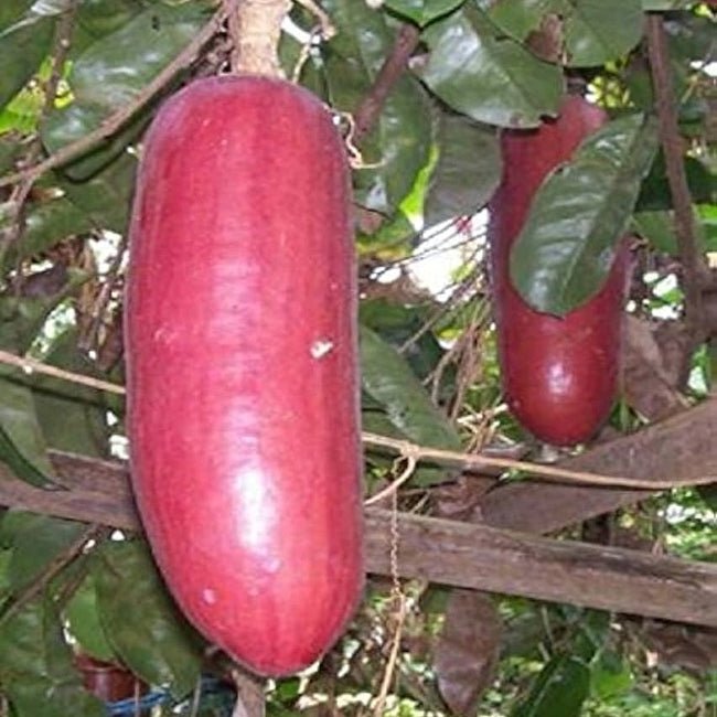 Cassabanana - Ladybird Nursery