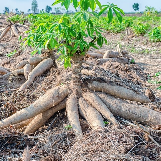Cassava - Ladybird Nursery