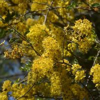 Brewster's Cassia (Cassia brewsteri) - Ladybird Nursery