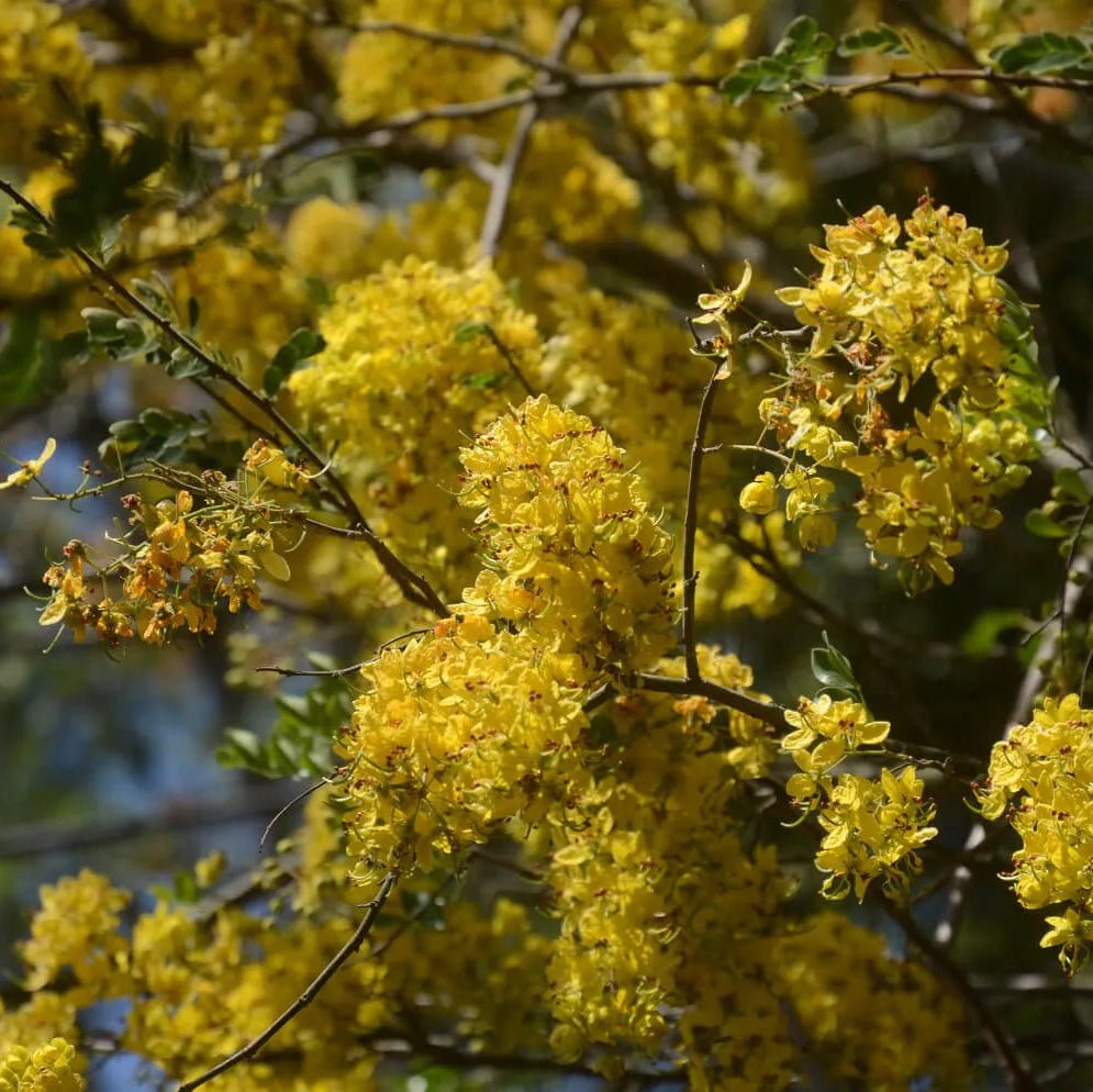 Brewster's Cassia (Cassia brewsteri) - Ladybird Nursery