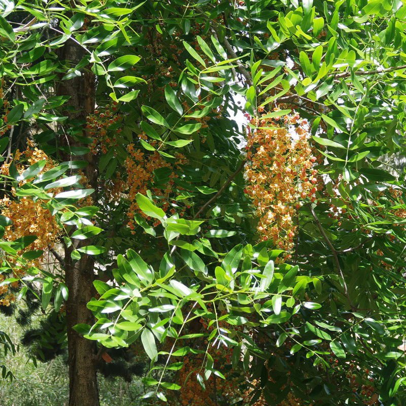 Brewster's Cassia (Cassia brewsteri) - Ladybird Nursery