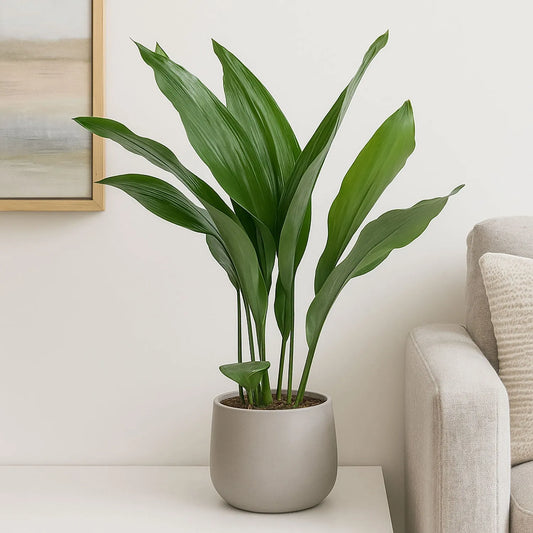 Cast Iron (Aspidistra elatior) - Ladybird Nursery