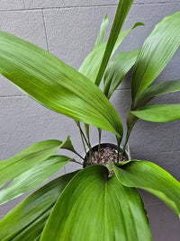 Cast Iron (Aspidistra elatior) - Large - Ladybird Nursery