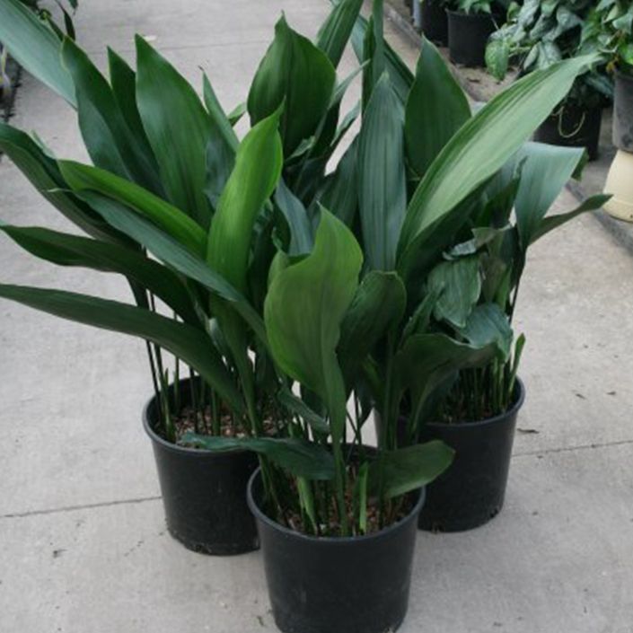 Cast Iron (Aspidistra elatior) - Large - Ladybird Nursery