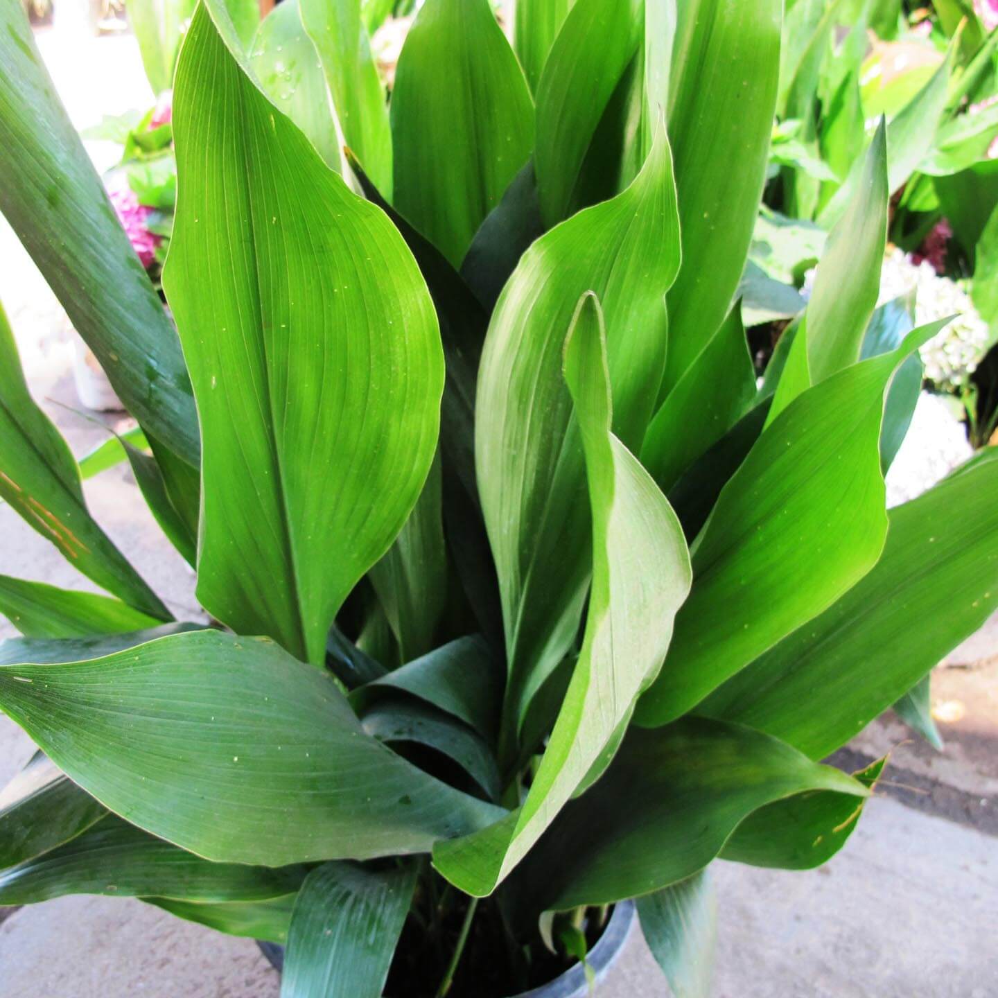 Cast Iron (Aspidistra elatior) - Large - Ladybird Nursery