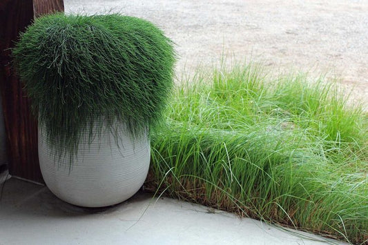 Swamp She-oak (Casuarina glauca)