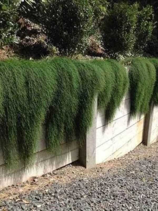 Shagpile (Casuarina glauca)