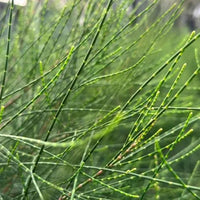 Casuarina glauca 'Greenwave'
