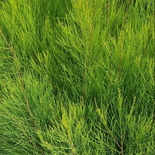 Casuarina glauca 'Greenwave' - Ladybird Nursery