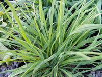 Cat Grass (Dactylis glomerata)