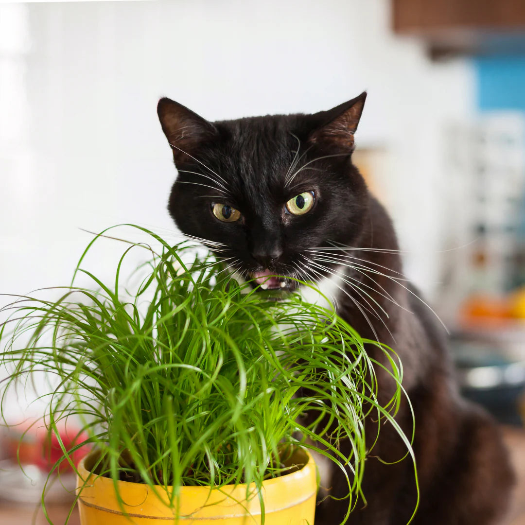 Cat Grass (Dactylis glomerata)
