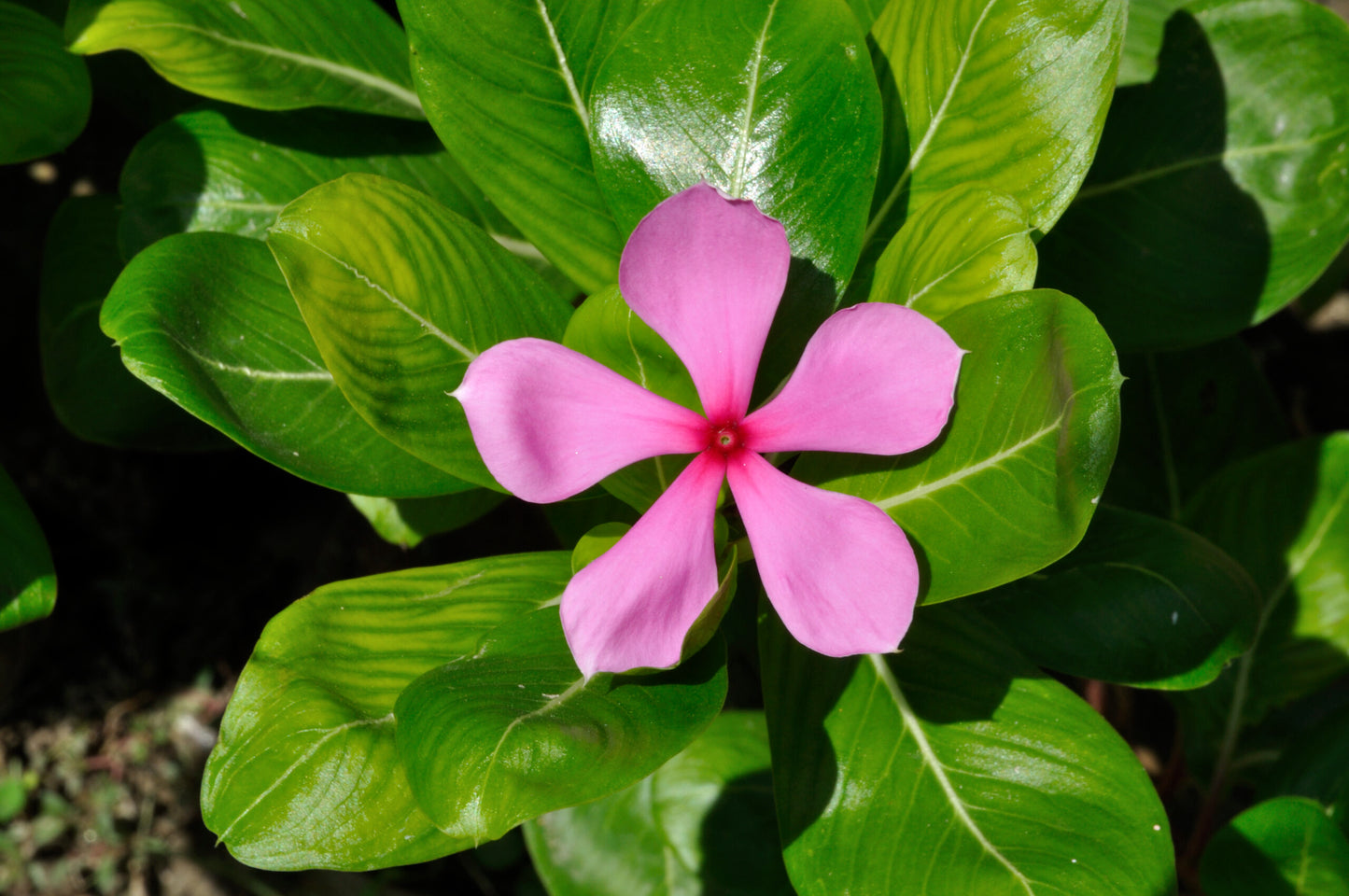 Periwinkle Pink (Vinca spp.)