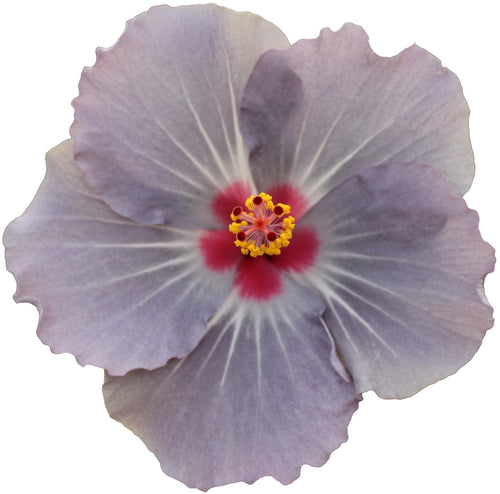 Hibiscus Flamenco™ Graces - Ladybird Nursery