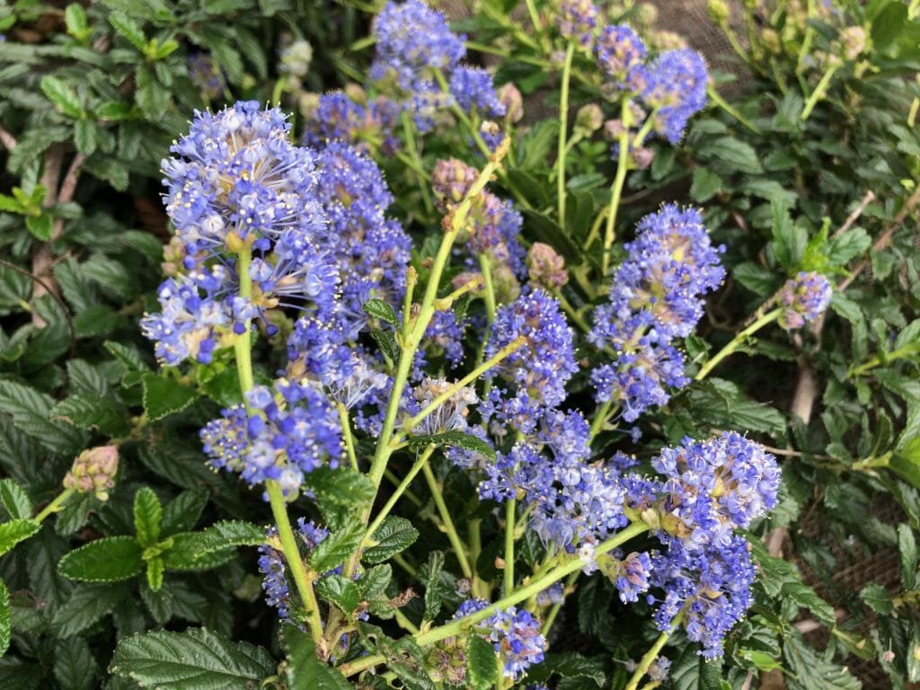 California Lilac Coulter (Ceanothus Joyce) - Ladybird Nursery