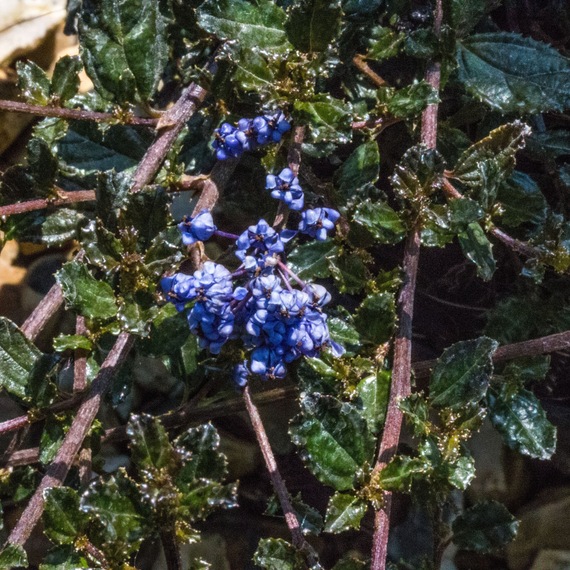 California Lilac Blue Sapphire (Ceanothus papillosus) - Ladybird Nursery