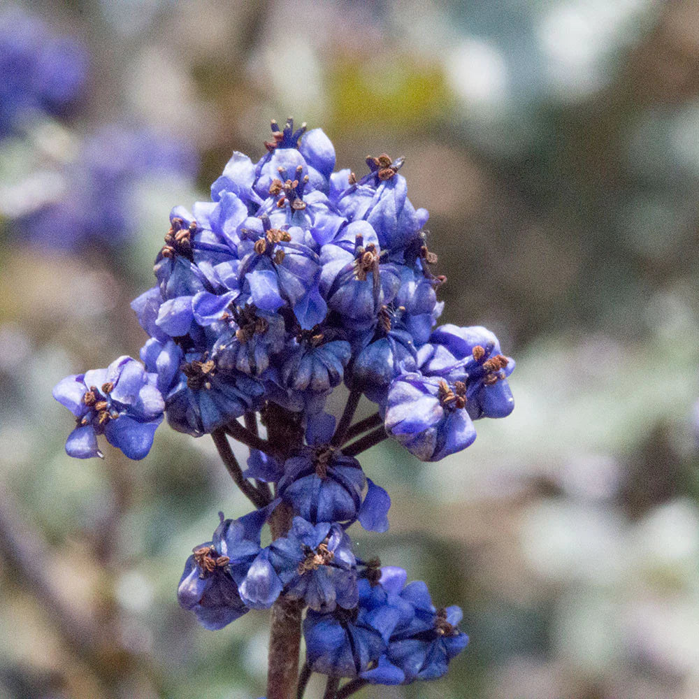 California Lilac Blue Sapphire (Ceanothus papillosus)