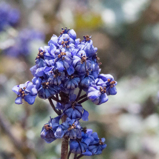 California Lilac Blue Sapphire (Ceanothus papillosus)