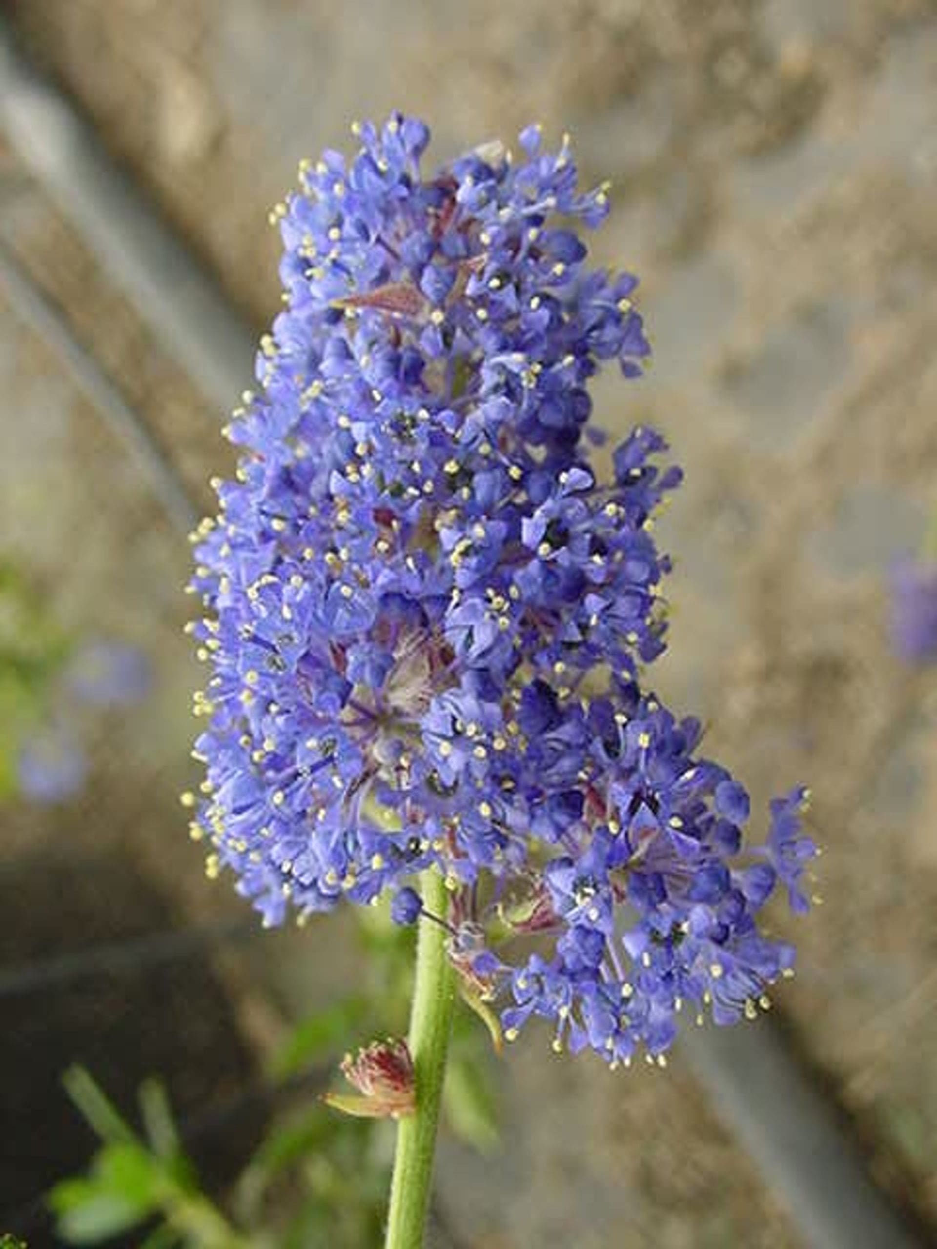 California Lilac Coulter (Ceanothus Joyce) - Ladybird Nursery