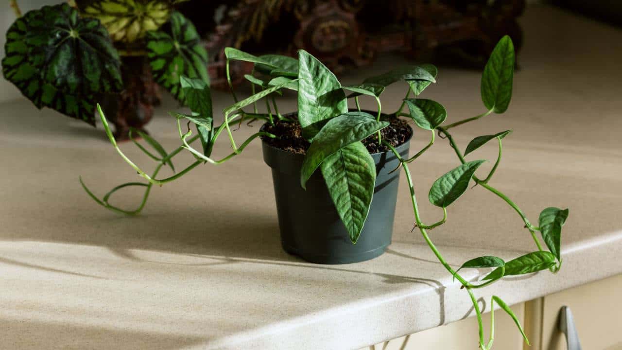 Pothos Cebu Blue (Epipremnum pinnatum)