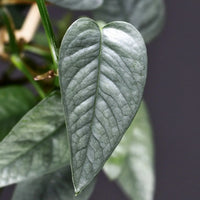 Cebu Blue Totem (Epipremnum pinnatum) - Ladybird Nursery